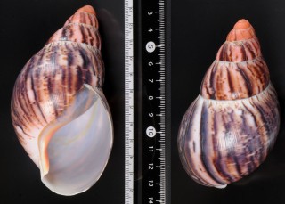 スツラリスベニアフリカマイマイ (仮称) Archachatina marginata suturalis small