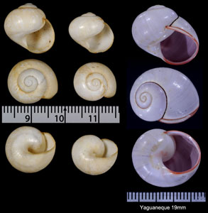 シロイオウコダママイマイ Polymita flammulata albida small