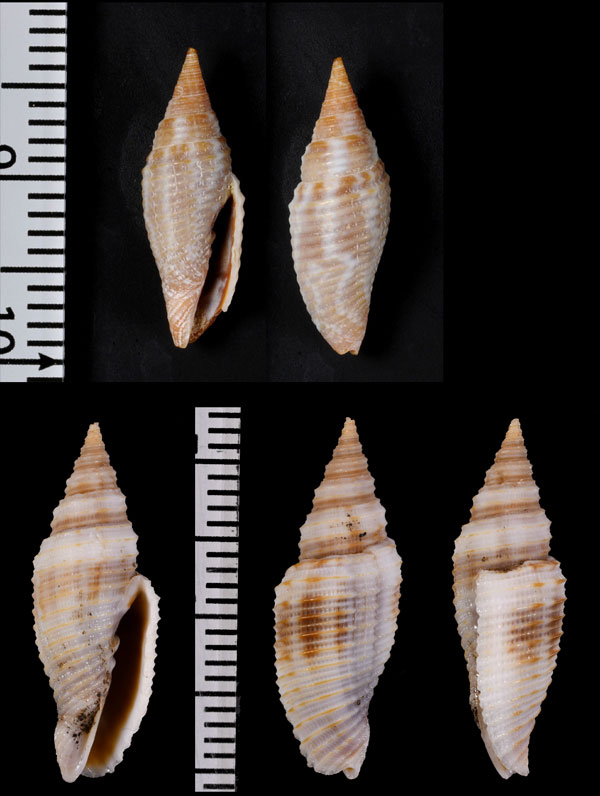 フィリピンフデ Cancilla bacillum small