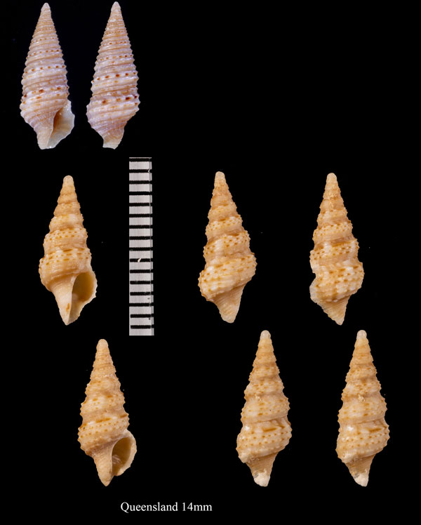 ジュズカケハラブトシャジク Turridrupa astricta consobrina small