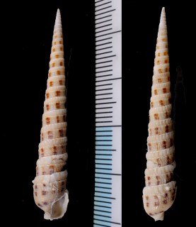 ダンフトギリ Cinguloterebra vicdani small