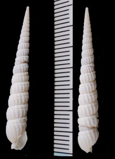 フィジーキリガイ (仮称) Terebra fijiensis small
