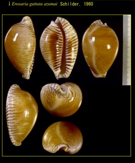 ホンクロユリダカラ Perisserosa guttata guttata azumai small