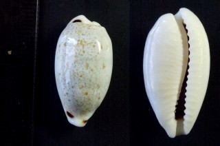 ティーレヨツメダカラ Eclogavena quadrimaculata　thielei small