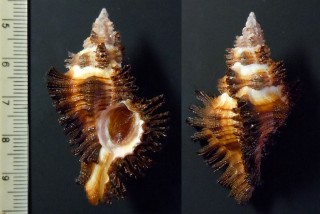 コガンゼキ Chicoreus strigatus small
