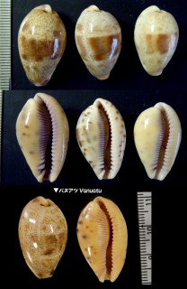 ゴウシュウルリグチダカラ Contradusta walkeri continens small