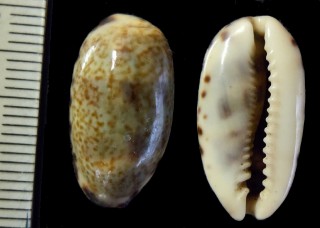 メルビルクロダカラ Melicerona listeri melvilli small