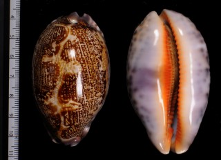 アリワルハラダカラ Leporicypraea mappa aliwalensis small