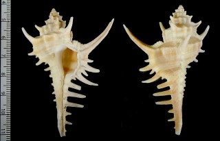コピングアクキガイ Murex coppingeri small