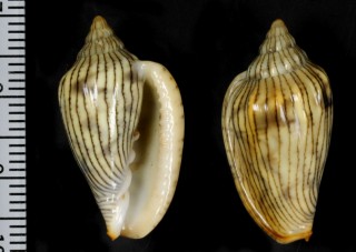 ハルサメヘリトリ Marginella adansoni small