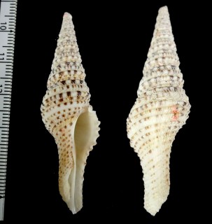 ゴマフクダマキ Turris brevicanalis small