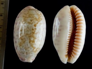 ヒトエスソムラサキダカラ(シロスソムラサキダカラ) Ovatipsa chinensis amiges small