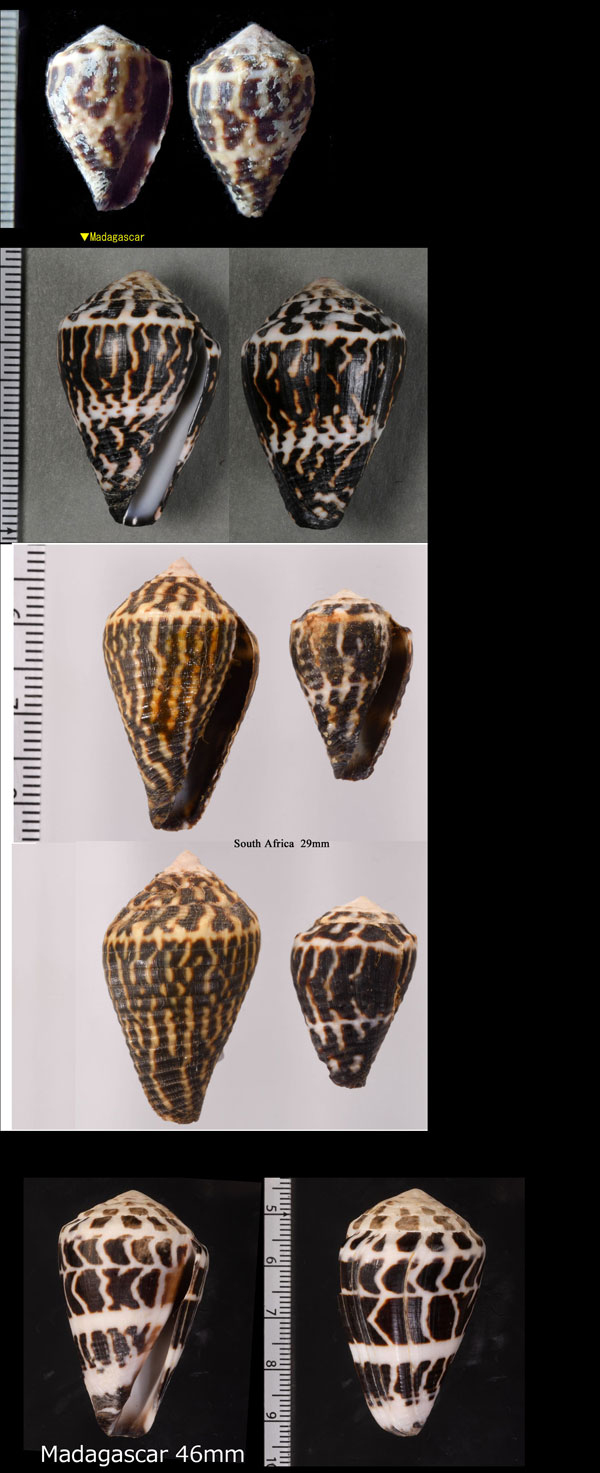 コマダライモ Conus chaldaeus small