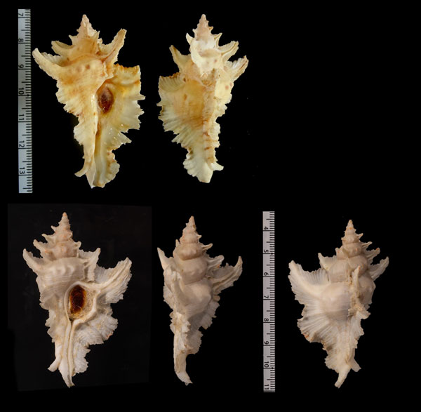 サギノハヨウラク Pterochelus acanthopterus small