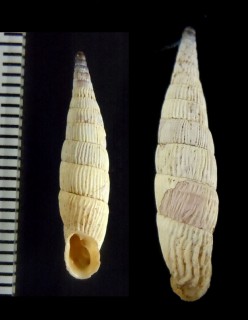 アオギセルの仲間07 Albinaria inflata small