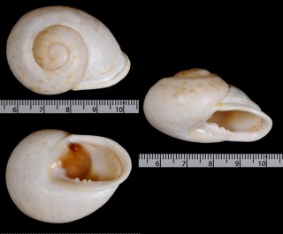 アラハダアツクチマイマイ Thelidomus asper small