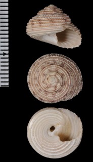 ノボリガイ Monilea smithi small