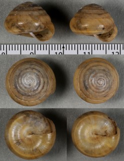 オソナエマイマイ Sagda jayana small