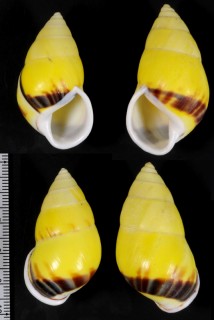 ルフォウスマレーマイマイ (仮称) Amphidromus perversus rufocintus small