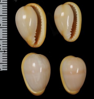 カキイロトリノコ Marginella sarda small