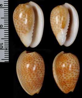 イシガキトリノコ Persicula persicula avellana small