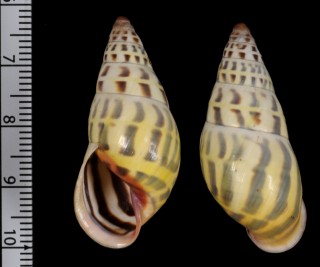 アンナマレーマイマイ Amphidromus annae small