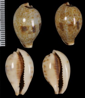 スミスナシガタダカラ Erronea pyriformis smithi small
