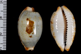 サラリスソヨツメダカラ Bistolida stolida salaryensis small