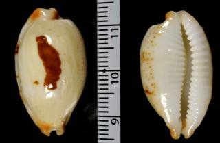 シロサラリスソヨツメダカラ (仮称) Bistolida stolida salaryensis fulva small