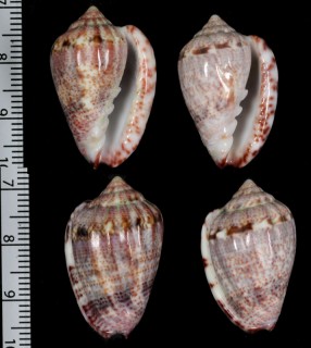 アカサラサヘリトリ (仮称) Marginella mirabilis small