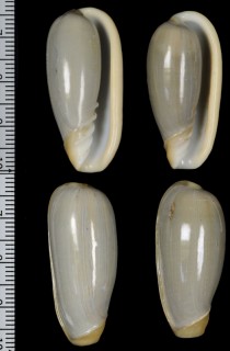 ツボナリトリノコ Cryptospira dactylus small