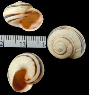 ソリマコマイマイ (仮称) Theba solimae small