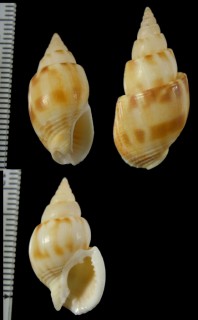 クーリハナムシロ (仮称) Nassarius kooli small