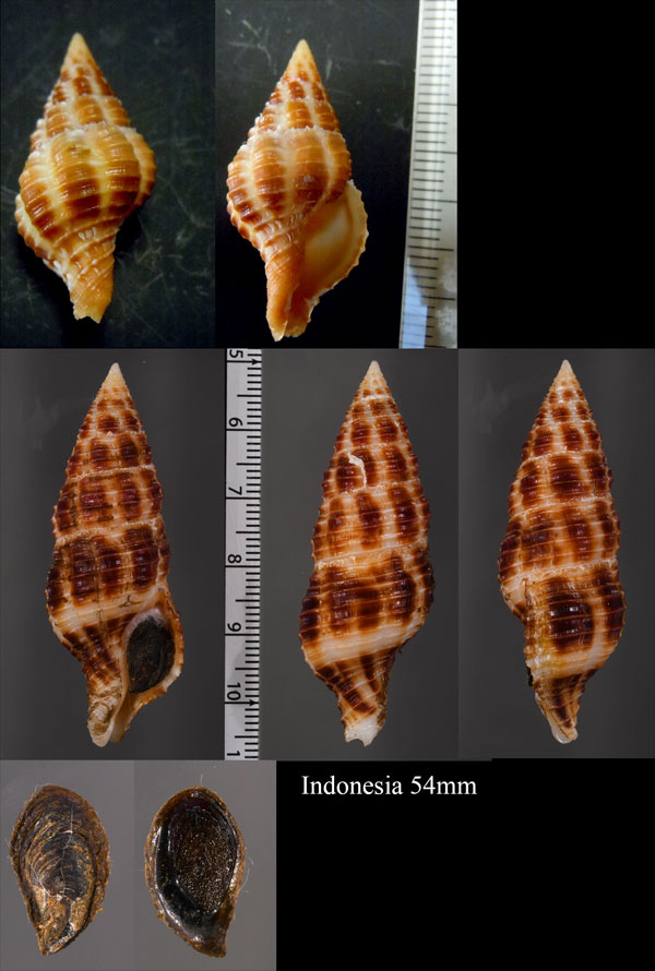ニシキニナ Turrilatirus craticulatus small
