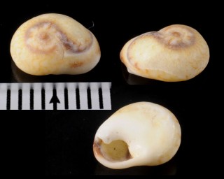 ドノバンオヒネリムシロ Cyclope donovania small