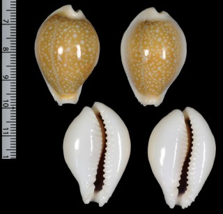 ディバーサハツユキダカラ　(仮称) Erosaria miliaris diversa small
