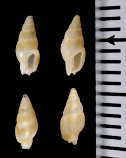 ノムラムギガイ Mitrella nomurai small