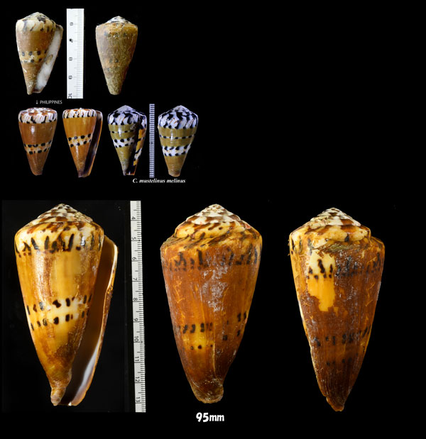 イタチイモ Conus mustelinus small