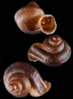 タルタオラッパガイ (仮称) Gyliotrachela tarutao small