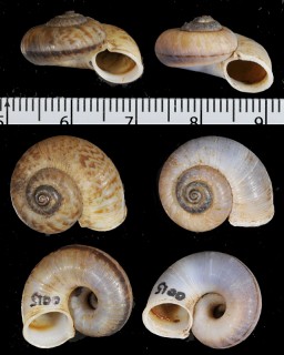 アシフォンエントツアツブタ (仮称) Rhiostoma asiphon small