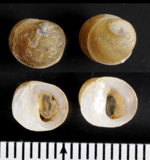 ハルマンディマメタニシ (仮称) Lacunopsis harmandi small