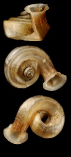 ディアミッドラッパガイ (仮称) Gyliotrachela diarmaidi small