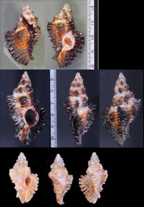 ホソガンゼキボラ Chicoreus trivialis small