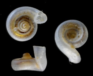 フタクチラッパガイ (仮称) Acinolaemus colpodon small