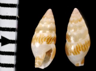 カゲロウマツムシ Pyreneola semiplicata small