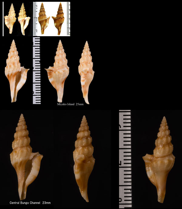 ミガキオトヒメシャジク Glyphostoma oliverai small