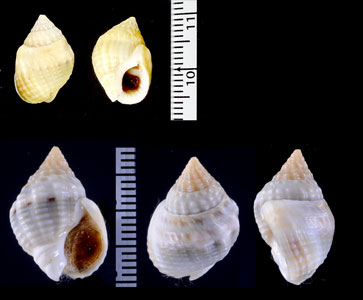 アツムシロ Nassarius semisulcata small