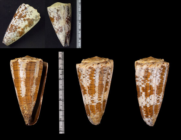 アジサイイモ Conus fuscatus small