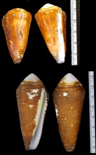 イトマキイモ Conus terebra small