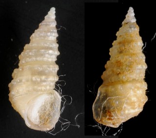 アユタヤツボ　未詳 Paraprososthenia sp. small